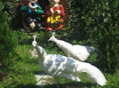 IMG_3795[1]
