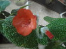 Bulata