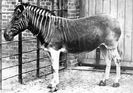 Quagga - 1870