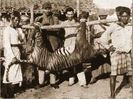 ultimul tigru Bali-1937