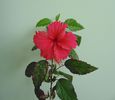 Hibiscus Surinam