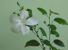 Hibiscus Swan Lake