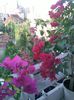 Pic_0804_928