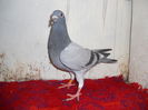 0956488-Wegen