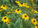 rudbeckia triloba