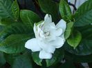 Gardenia