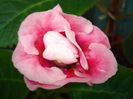 DSC09344