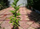 cestrum nocturnum-mulţumesc Danero2004