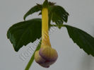 Achimenes Abendrot