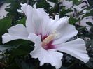 IMG_20140805_113452