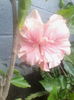 classic pink