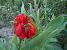 august 039