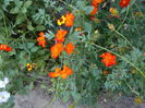 august 045