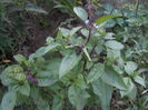 august 057