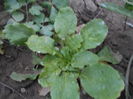 august 059