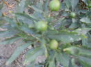 august 061