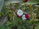 august 062