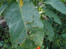 august 069