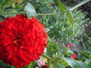 august 075