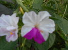 august 079
