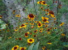 august 081