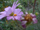 august 090