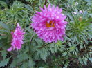 august 097
