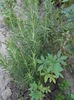 august 098