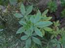 august 099