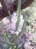 physostegia lila
