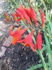 montbretia