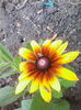 rudbekia