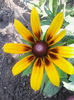 rudbekia