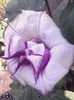 datura de gradina
