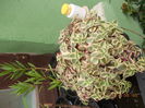 DSCN0045