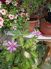 grewia caffra