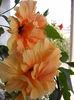 DSCF0137