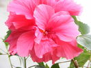 DSCF0134