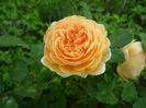 Crown Princess Margareta