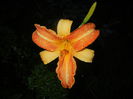 Hemerocallis Frans Hals (2014, July 31)