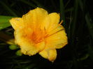Hemerocallis Stella de Oro (2014, Aug.03)