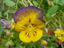 Pansy (2014, July 21)