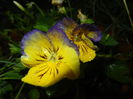 Pansy (2014, August 03)