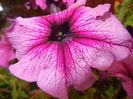 Purple Petunia (2014, July 29)