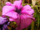 Purple Petunia (2014, July 29)