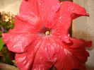 0729 Red Petunia (2014, July 29)01