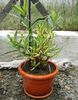 dupa 4 saptamani de la tundere, roseum plenum variegat