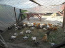 DSCN0516