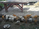 DSCN0517