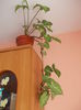 ???syngonium